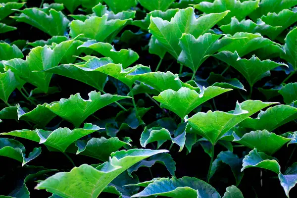 Folhas Verdes Fundo Natural Abstract Green Leaves Texture Fundo Natureza — Fotografia de Stock