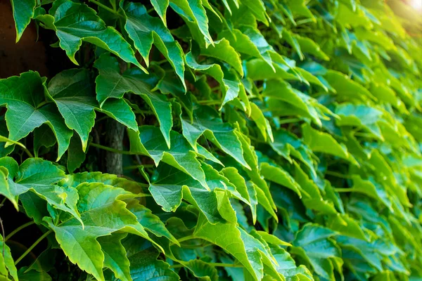 Yeşil Yapraklar Arkaplanı Üzüm Yaprakları Telefon Ekran Koruyucusu Için Arkaplan — Stok fotoğraf