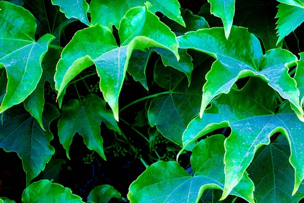Groene Bladeren Achtergrond Druivenbladeren Achtergrond Voor Telefoon Screensaver Computer — Stockfoto