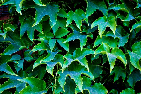 Yeşil Yapraklar Arkaplanı Üzüm Yaprakları Telefon Ekran Koruyucusu Için Arkaplan — Stok fotoğraf