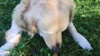 Sevimli Golden Retriever. Atıştırmalık bir şeyler ye. Yeşil çimlerde poz veren köpek.