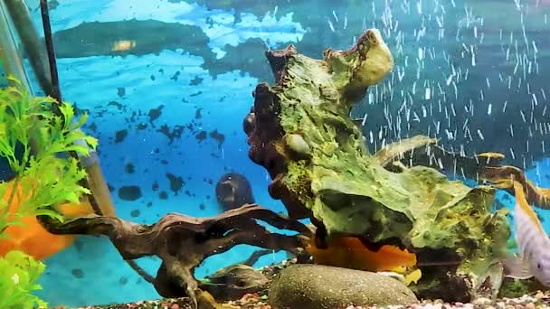 Video Fish Swimming Tropical Freshwater Aquarium Green Freshwater Aquarium Golden — Stock Video