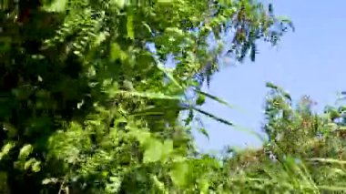 Ağaçlar Şiddetli Rüzgarda Bükülür. Korkunç Tayfun fırtınası. Kasırga dalgalanması.