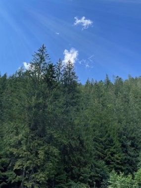 Karpatlar, Ukrayna 'da Yeşil Orman Manzaralı Dağlar.