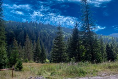 Güzel, güneşli bir günde Karpat Dağları. Karpatların Eşsiz Bakire Doğası, Duvar Kağıdı için Yaz Dağları Manzarası.