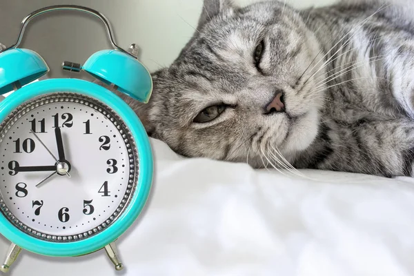 Alarm Clock Background Sleeping Cat Awakening Morning Unwillingness Wake Lazy — Stock Photo, Image