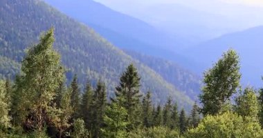 Karpat Dağları 'ndaki Güzel Vadi. Ukrayna Karpatlar Dağlarında Panorama Manzarası Görünümü.