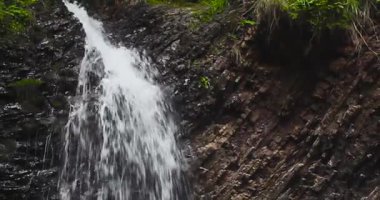 Carpathian Şelalesi Zhenetsky Guk Dağlardaki Yaz Ormanı 'na girdi. Seyahat Konsepti.
