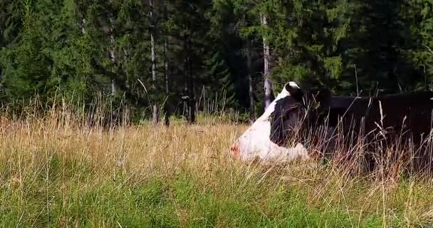 Mucche Pascolano Nel Paesaggio Delle Highlands Mucche Pascolano Prato Vicino — Video Stock