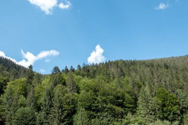 Dağ yamaçlarının manzarası. Güzel Doğal Manzara. Karpat Dağları. Ukrayna