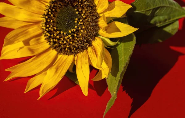 Sunflower on a Red Background. Summer Background, Shadows From a Sunflower Flower.