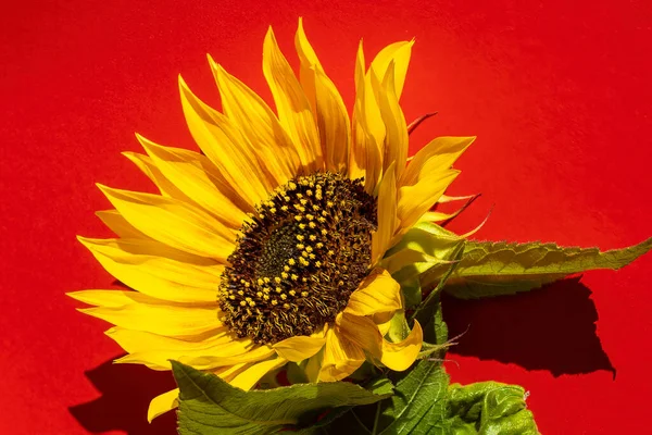 Sunflower on a Red Background. Summer Background, Shadows From a Sunflower Flower.