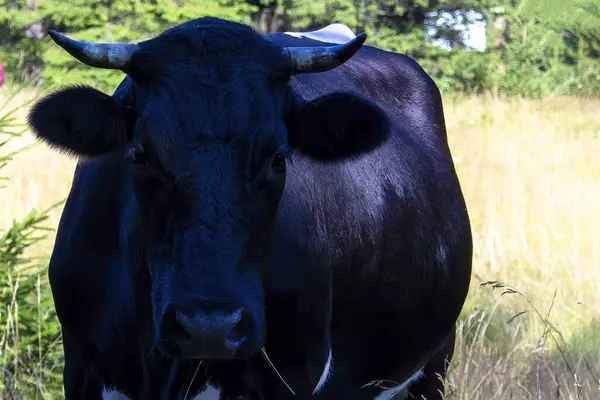 奶牛在绿草上的肖像 山中的母牛看着相机 — 图库照片