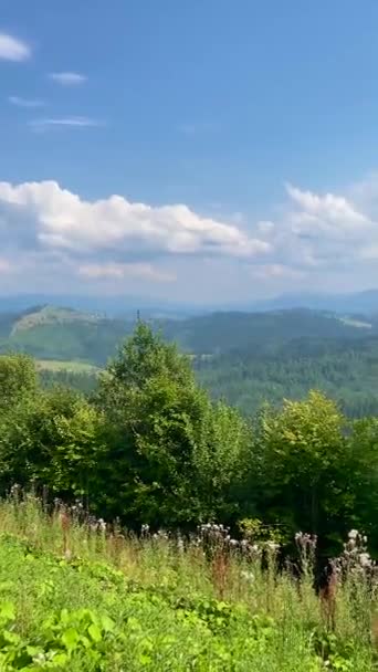 Dağ Doğası Dağ Manzarası Karpatlar Yaz Günü Dağın Tepesinden Manzara — Stok video