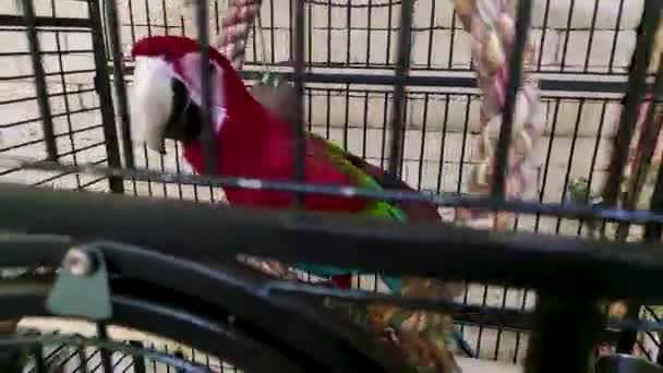Κόκκινος Παπαγάλος Ένα Σφηνάκι Παπαγάλο Μεγάλος Πολύχρωμος Παπαγάλος — Αρχείο Βίντεο