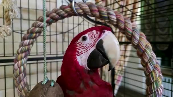 Red Parrot Ara Trago Loro Loro Colorido Grande — Vídeo de stock
