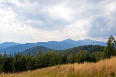 Dağ Ormanı, Uzun Ağaçlar ve Beyaz Bulutlar, Mutluluk Hissiyatı Havayı sarar.