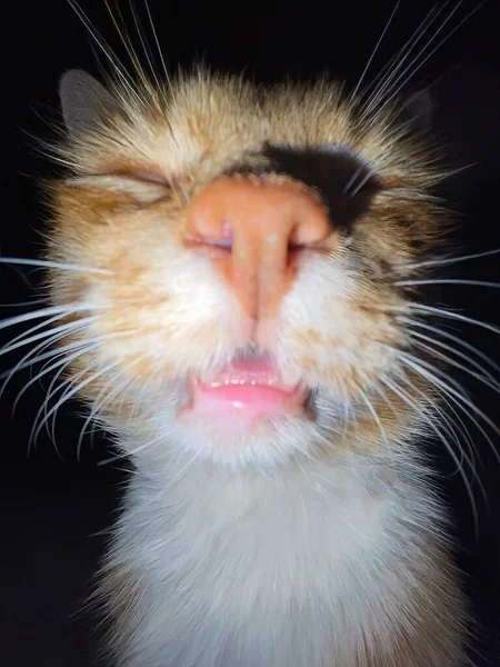 Şirin Pembe Burunlu Kedi Yüzü Nün Yakın Çekimi Komik Hayvanlar — Stok fotoğraf
