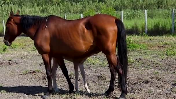 Cute Brown Horses Mother Little Horse Stallion Grazing Mountain Forest — Stock Video