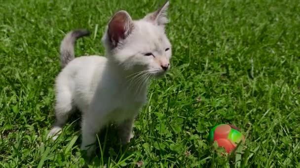 Kitten First Time Baby Cat Garden — Stock Video