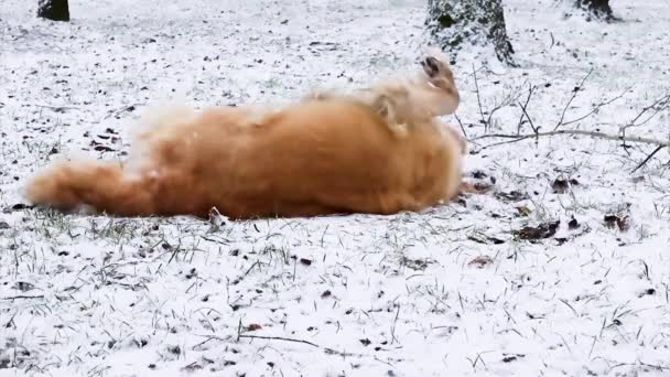 Golden Retriever Spielen Schnee Draußen Niedlicher Reinrassiger Labrador Spielt Winterpark — Stockvideo