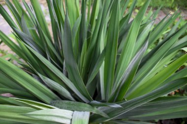 Agave Attenuata Fabrikası. Lezzetli, bıçak şeklinde yeşil agave yapraklarına yakın, doğanın güzelliği..
