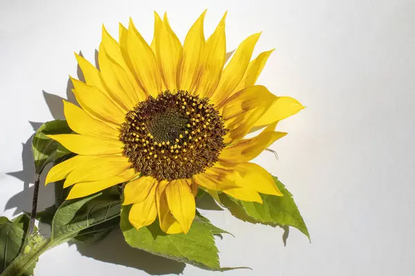 Sunflower flower Close up, beautiful sunflower. Copy space.