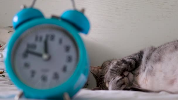 眠っている猫の背景に目覚まし時計 ベッドルーム アパート 目を覚まして学校に行く時間 仕事に — ストック動画