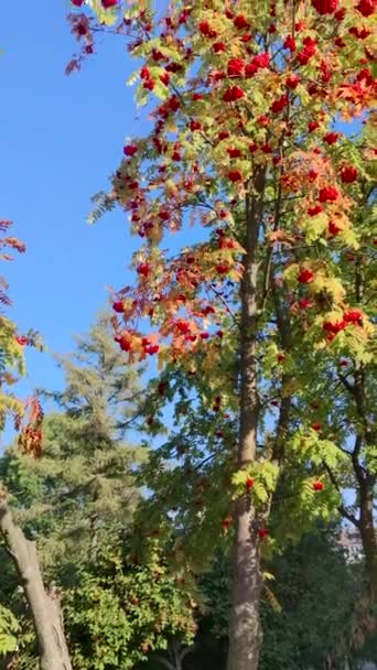 黄色い葉の背景にあるベリーのクラスターと赤いマウンテン灰の支店 秋の季節の晴れた天気 — ストック動画