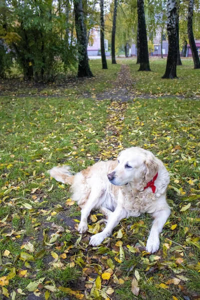 Mutlu Altın Avcı Köpeği Sonbahar Doğası 'nın Arkaplanına Karşı. Sonbahar Köpeğiyle Yürüyüşleri.