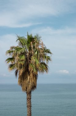 Okyanusun arka planında bir palmiye ağacı. Tropik plaj. Tatil zamanı..