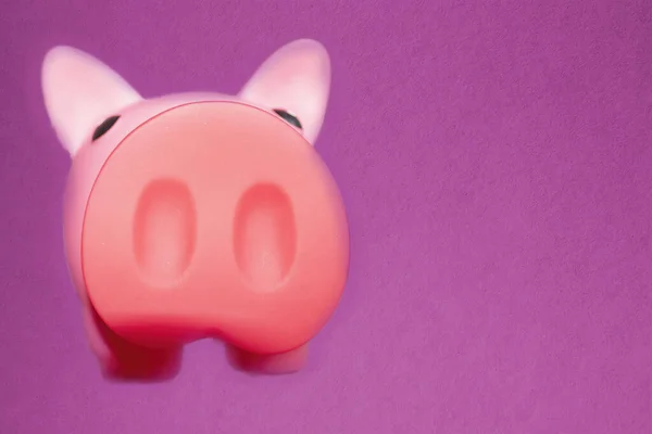 Cute pink pig nose. Pig head close up.