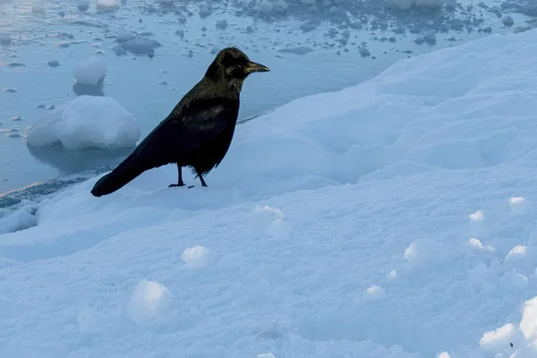 Ворон Среди Снега Крупный План Красивой Черной Вороны Величественная Чёрная — стоковое фото