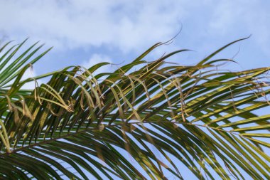 Gökyüzüne karşı yeşil palmiye yaprağı. Moda en düşük arkaplan.