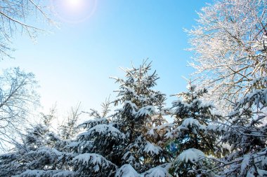 Kış dönemi. Güzel bir kış günü, karla kaplı ağaçlar mavi gökyüzüne karşı.