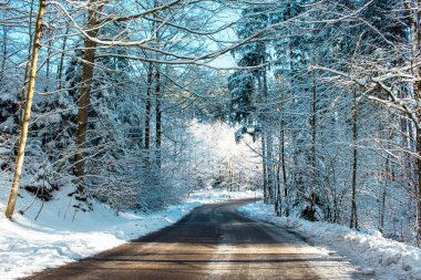 Kış sahnesi, ormanda yol. Güzel bir kış gününde, mavi gökyüzünün altında karla kaplı Noel ağaçları.
