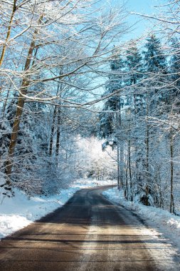 Kış sahnesi, ormanda yol. Güzel bir kış gününde, mavi gökyüzünün altında karla kaplı Noel ağaçları.