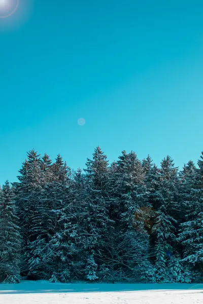 Nature\'s gentle touch transformed the landscape into a stunning Christmas scene of white trees and an icy forest.