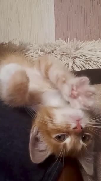 Cute Little Red Kitten Girl Shoulder Kitten Lies Looking Camera — Stock Video