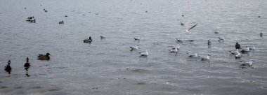 Gölde bir martı sürüsü (Larus argentatus).