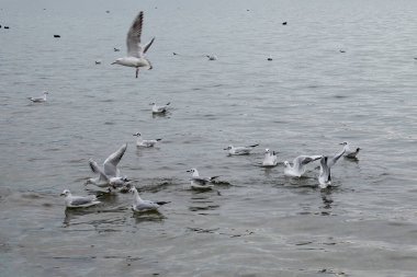 Gölde bir martı sürüsü (Larus argentatus).