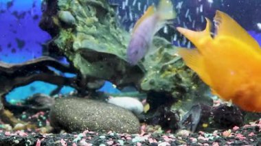 Evde bir akvaryumda Cichlids. Yüzen renkli balıklı ev tatlı su akvaryumu. Citron-limon cichlasoma, erkek ve dişi Melanochromis auratus, Cyrtocara mura, Copadichromis cadango.