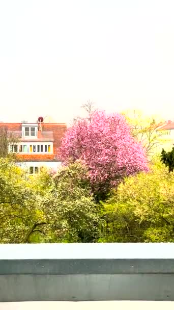 Дощ Гардеробом Тлі Квітучих Дерев Прекрасний Весняний Фон Зміна Погоди — стокове відео