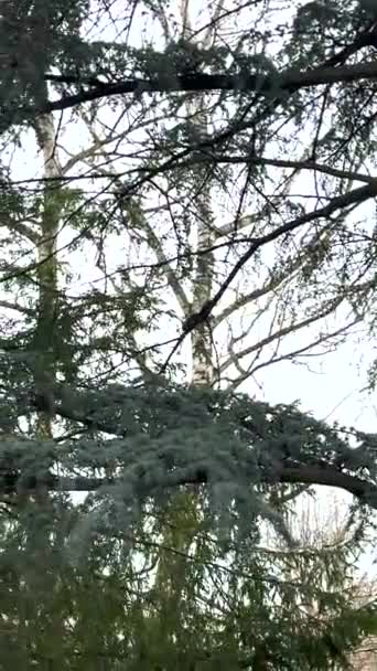 Veverka Běhá Větvi Stromu Semena — Stock video