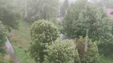 Ağaçlara karşı yağmur. Element, hava değişimi.