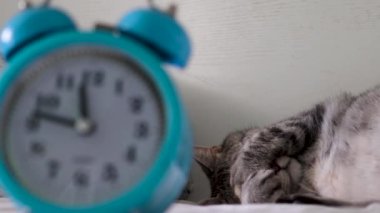 Gri bir kedi, pençelerine takılmış ağızlık ile uyur. Mutlu kedi sabahleyin evde erken kalır. Evcil hayvan odada dinleniyor. Evde kal..