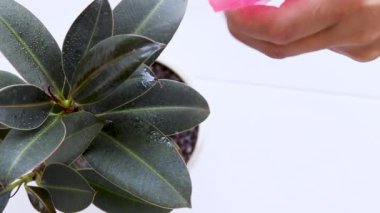 Ficus vazo bakımı. Masadaki çiçeği elle sulamak..