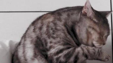 Gri kedi yüzünü yıkıyor. Mutlu kedi yıkar, patisini yalar. Güzel tekir kedi. Pet odada dinleniyor. Evde kal..