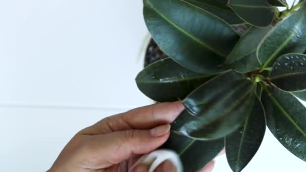 Peduli Vas Dengan Ficus Manual Pembersihan Daun Bunga Atas Meja — Stok Video