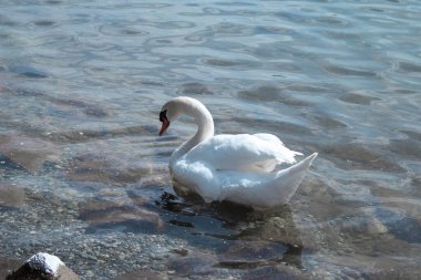 Close-up of a swan swimming in Lake Starnberger See, a lake in the foothills of the Alps at an altitude of 584 m, in Germany. clipart